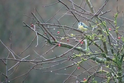 The  titmouse hangs on a bird feeder ball and eats the food Stock Photos