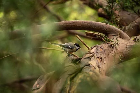 Titmouse hides in the branches of a tree Stock Photos