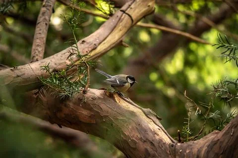 Titmouse hides in the branches of a tree Foto stock