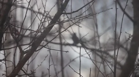 Titmouse hiding in tree branches Stock Footage 66814071