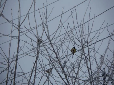 Titmouse on Hoarfrost Covered Branches Stock Photos