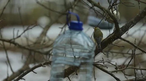 Titmouse jumps around feeder Stock Footage 66814481