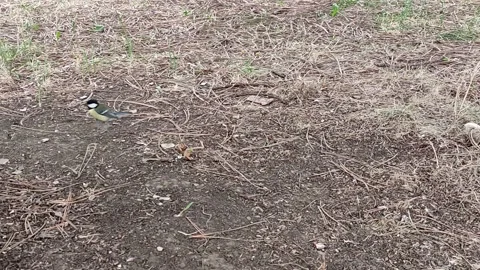Titmouse jumps around a tree, the camera follows it Video stock 154901242