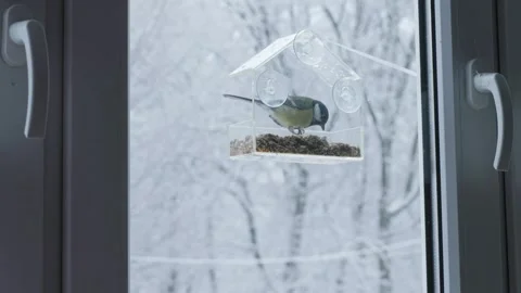 Titmouse Landing on Feeder in Snow, Concept of Winter Stillness Stock Footage 344882768