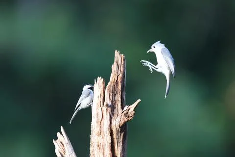 Titmouse Landing Stock Photos