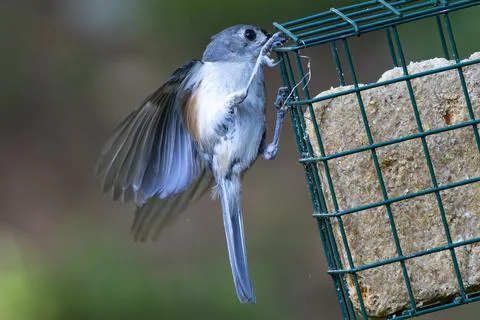 Titmouse Landing Stock Photos