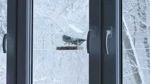 Titmouse Landing on Window Feeder, Concept of Winter Support Stock Footage 321892689