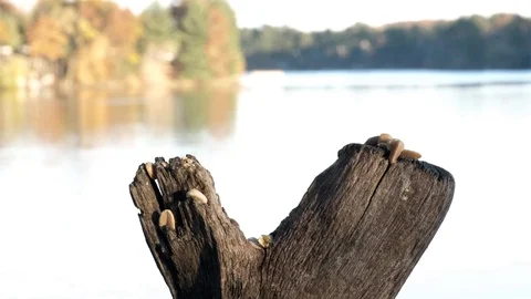 Titmouse lands on a stump to grab a nut. Video stock 123441679