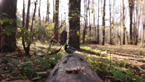 Titmouse on a log in the forest close-up Stock Footage 222411494