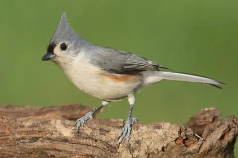 Titmouse On A Log Stock Photos