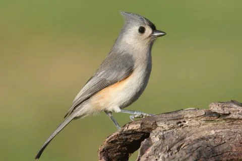 Titmouse On A Log Stock Photos
