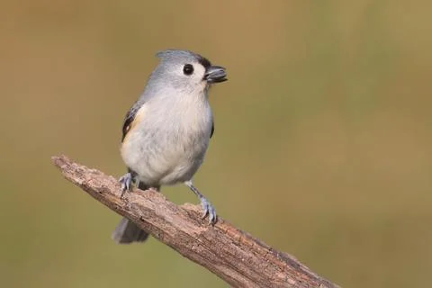Titmouse On A Log Stock Photos