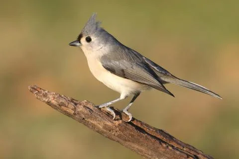 Titmouse On A Log Stock Photos