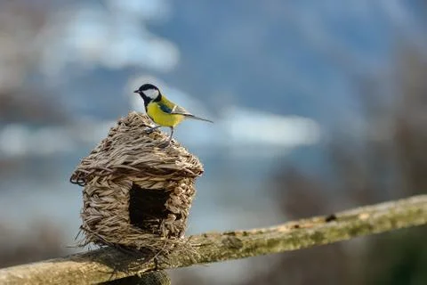 Titmouse on a manger 스톡 사진