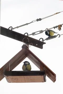 Titmouse near the feeder Stock Photos