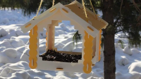 Titmouse near the feeder. Tree house for the birds. Stock Footage 102268246