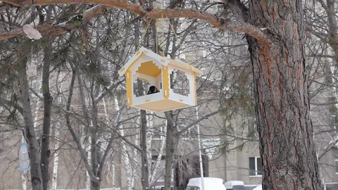 Titmouse near the feeder. Tree house for the birds. Stock Footage 102268250