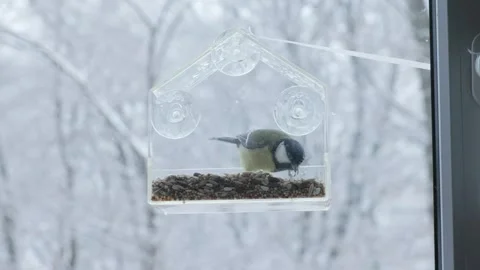 Titmouse Peeking into Feeder, Concept of Curiosity in Nature Stock-Footage 321892829