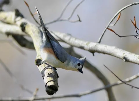 Titmouse Stock Photos