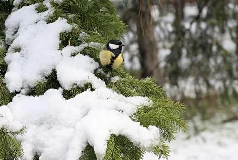 Titmouse 스톡 사진