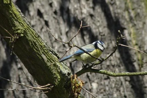 Titmouse Stock Photos