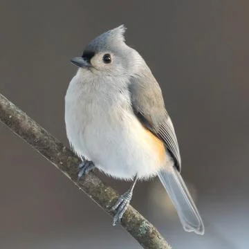 Titmouse Stock Photos
