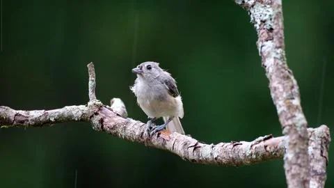Titmouse Stock Photos