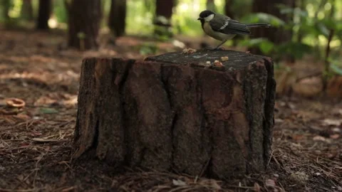 A titmouse picks a nut standing on a stump Stock Footage 201517030