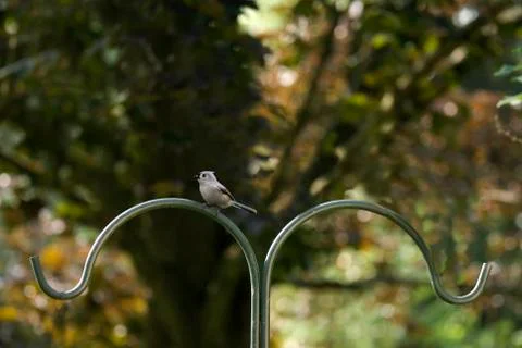 Titmouse on a Pole Stock Photos