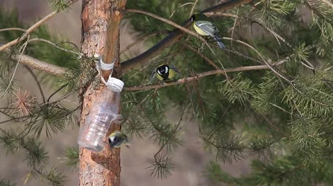 Titmouse in the queue to the trough among the pine needles Vídeos de archivo 61329205