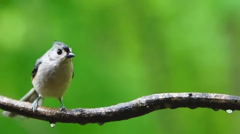 Titmouse Rain Stock Footage 23118638