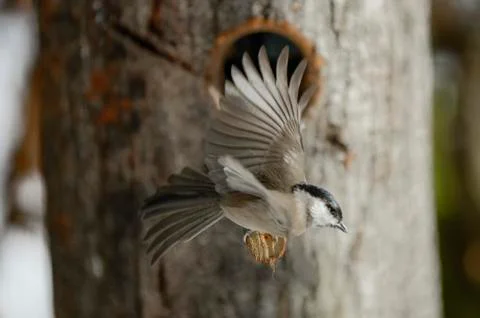 Titmouse ready to fly 스톡 사진