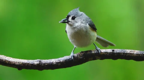 Titmouse Seed Stock Footage 23118938