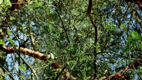 The titmouse sings. Video stock 116792861