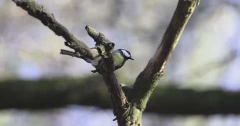 The titmouse sits on a branch and eats a worm, 4K slomo Stock Footage 172588212