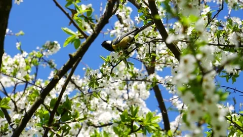 A titmouse sits on a branch of a blossoming tree and flies away. Video stock 153920022
