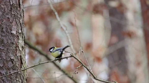 Titmouse sits on a branch in the forest, 4K slomo Stock Footage 170832162
