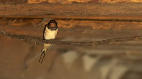 The titmouse sits on an electric wire Stock Footage 93479857