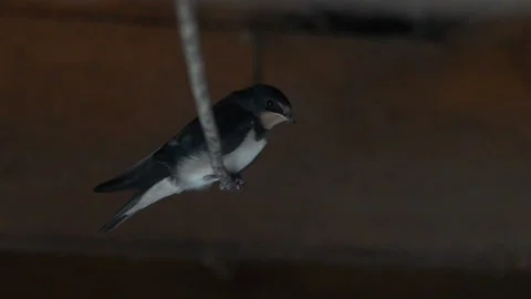 The titmouse sits on an electric wire Stock Footage 93485895