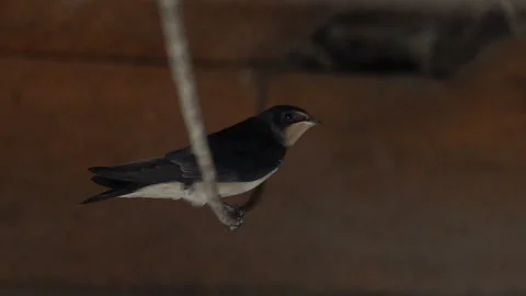 The titmouse sits on an electric wire Video stock 93486173