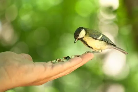 Titmouse sits on a hand Stock Photos