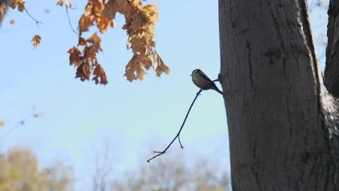 A titmouse sits on a tree branch against the background of yellow foliage Stock Footage 221435646