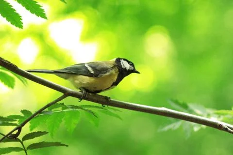 The titmouse sits on a tree branch. Close-up photo 写真素材