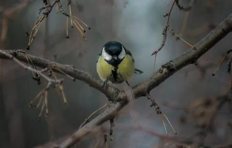 The titmouse sits on a tree branch Stock Photos