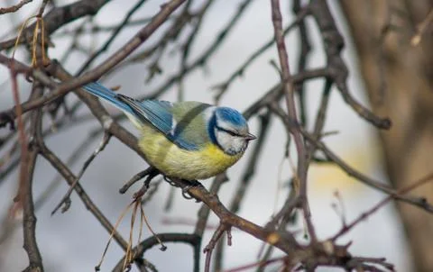 The titmouse sits on a tree branch Foto stock