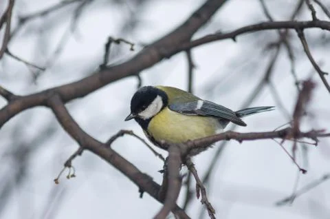 The titmouse sits on a tree branch Stock Photos