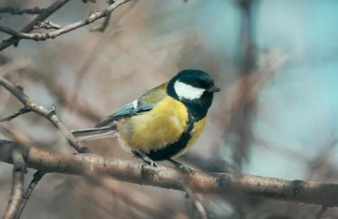 The titmouse sits on a tree branch Stock Photos