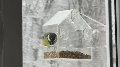 Titmouse Sitting On Clear Window Feeder Looking Around Winter Home Wildlife Vídeos de archivo 336470256