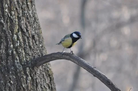Titmouse sitting on a tree close-up Stock-Fotos