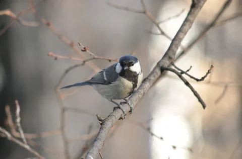 Titmouse sitting on a tree close-up Stock Photos